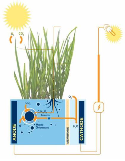 Plant-E: come funziona
