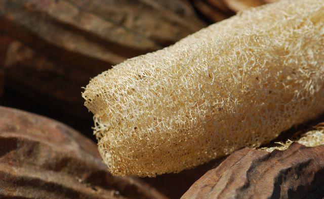 luffa_spugna vegetale