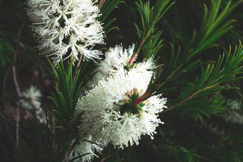 aceite de árbol de té