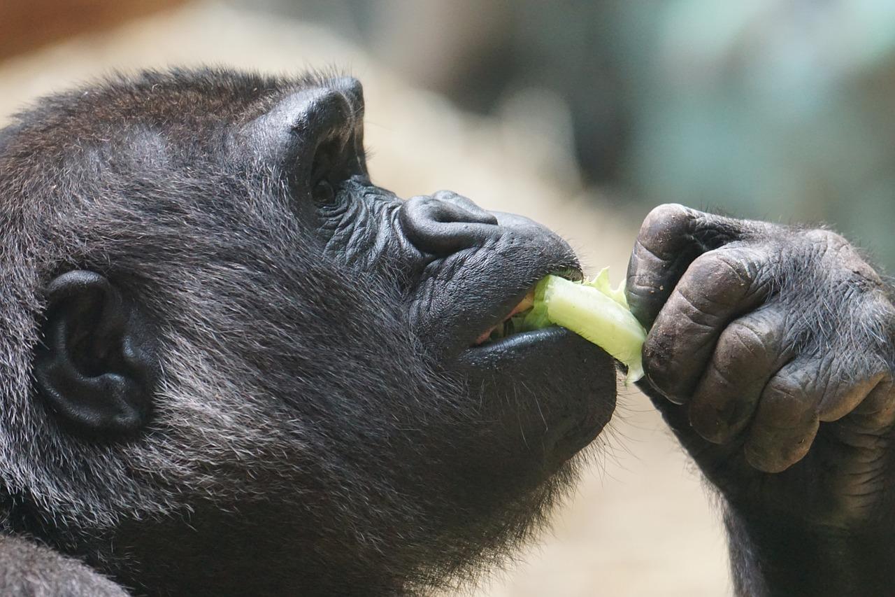Scimpanzé e altri animali praticano l'automedicazione