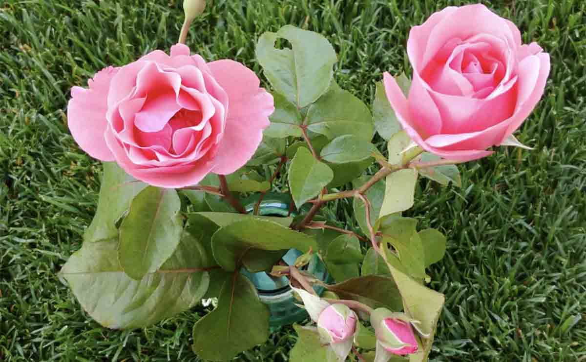 potatura delle rose rosa