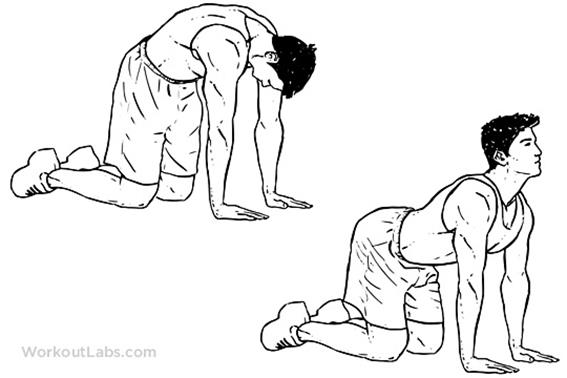 http://workoutlabs.com/wp-content/uploads/watermarked/Cat_Back_Stretches.png