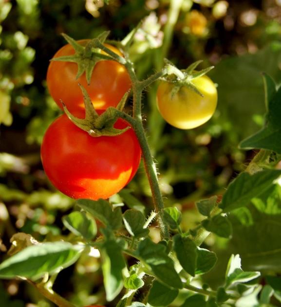 Orto fai da te: 10 piante da coltivare accanto ai pomodori