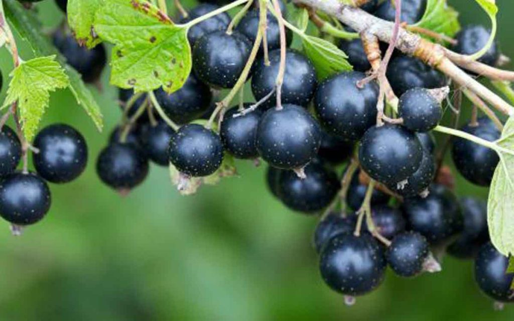 ribes nigrum antistaminico naturale