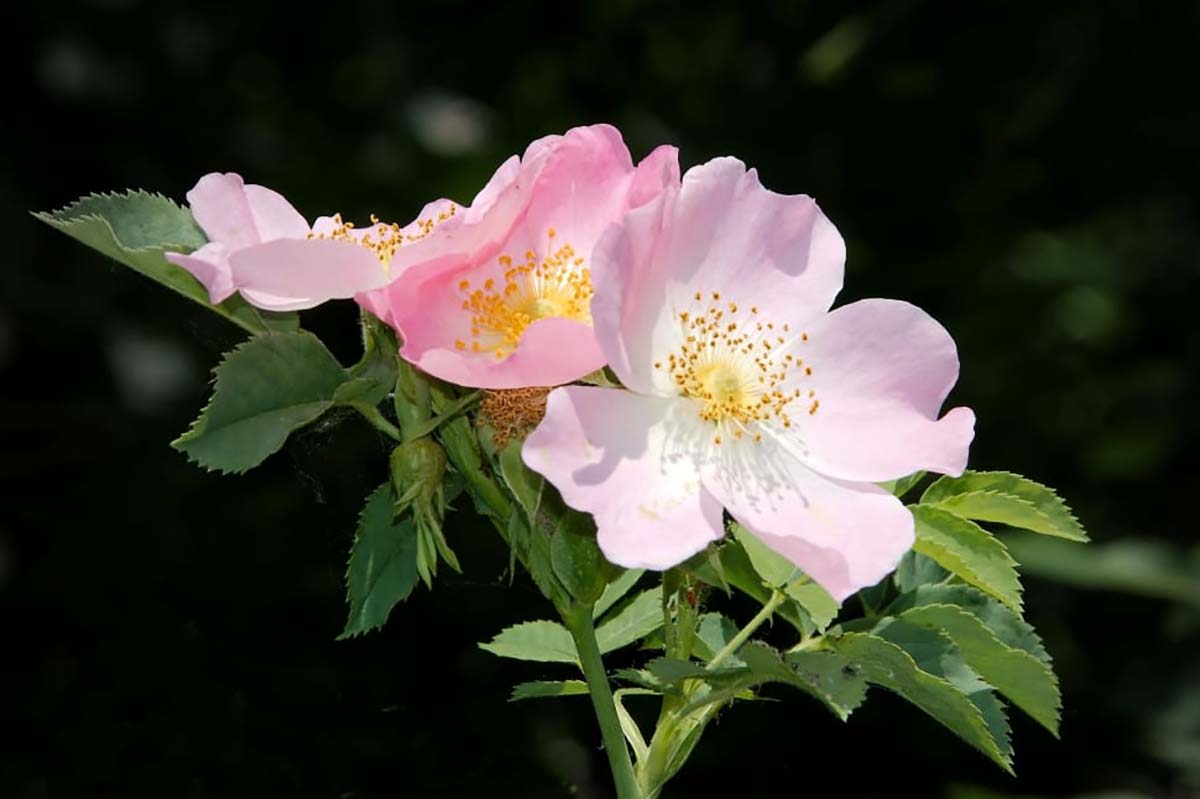 rosa canina