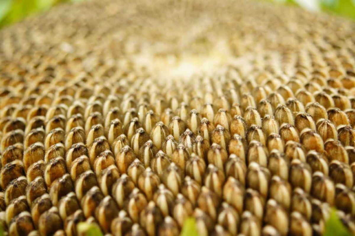 semillas de girasol