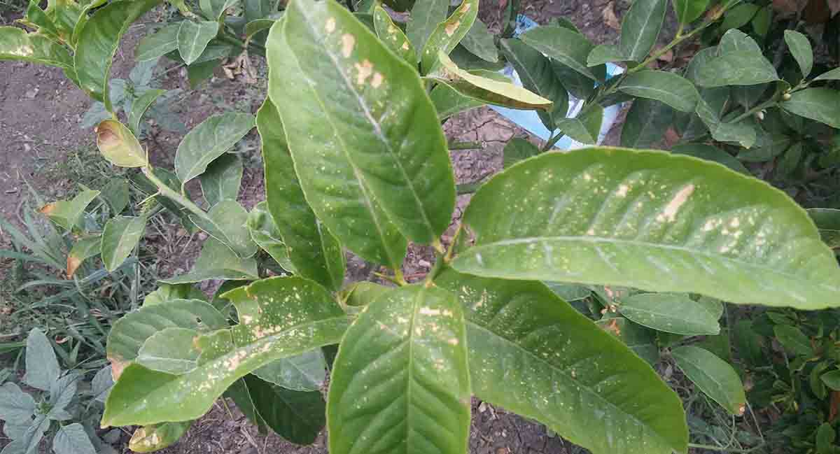 Come riconoscere le carenze nutrizionali dalle foglie delle piante