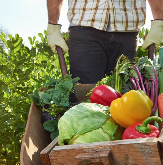 Farmer harvesting organic vegetables on a sustainable farm growing seasonal produce on a wheelbarrow
