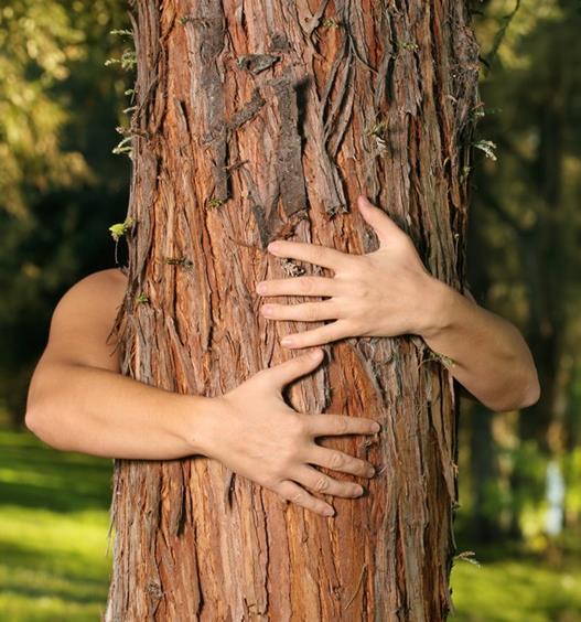 14 alberi da abbracciare per guarire corpo e mente | Ambiente Bio