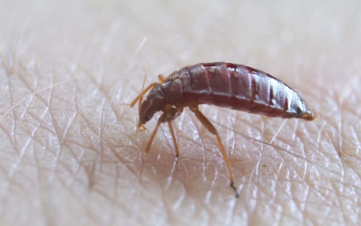 Rimedi Contro Le Cimici Da Letto