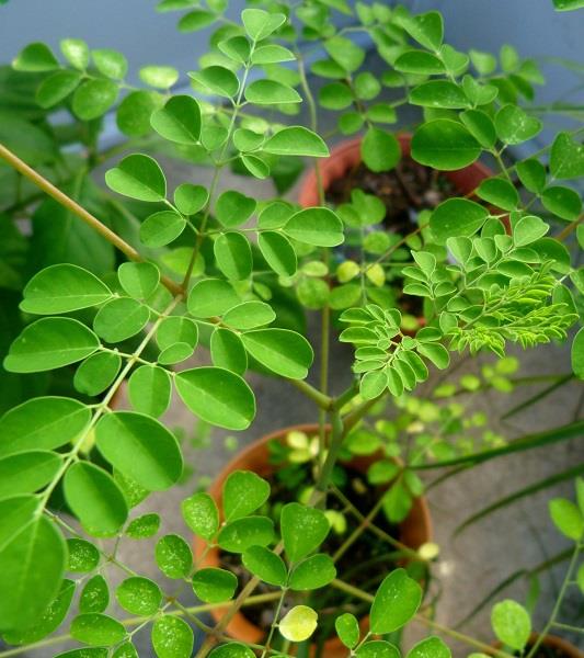 Moringa oleifera, l'albero della vita: proprietà e usi