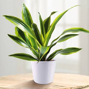 Dracena: i benefici per la salute del tronchetto della felicità ... Tronchetto della felicità foglie gialle