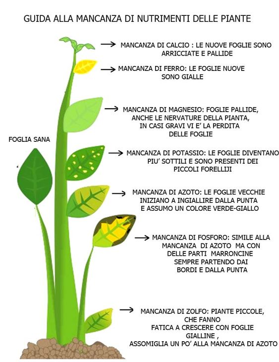 Foglie Ingiallite Quali Sono Le Cause Delle Carenze E Come