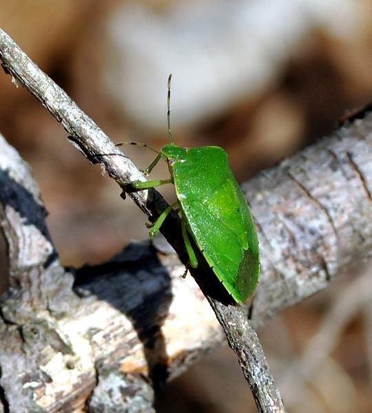 Cimici Verdi Ecco Come Eliminarle Naturalmente Ambiente Bio