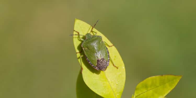 Cimici verdi: come eliminarle naturalmente  --- (Fonte immagine: https://www.ambientebio.it/wp-content/uploads/2016/10/cimice-verde1-750x375.jpg)