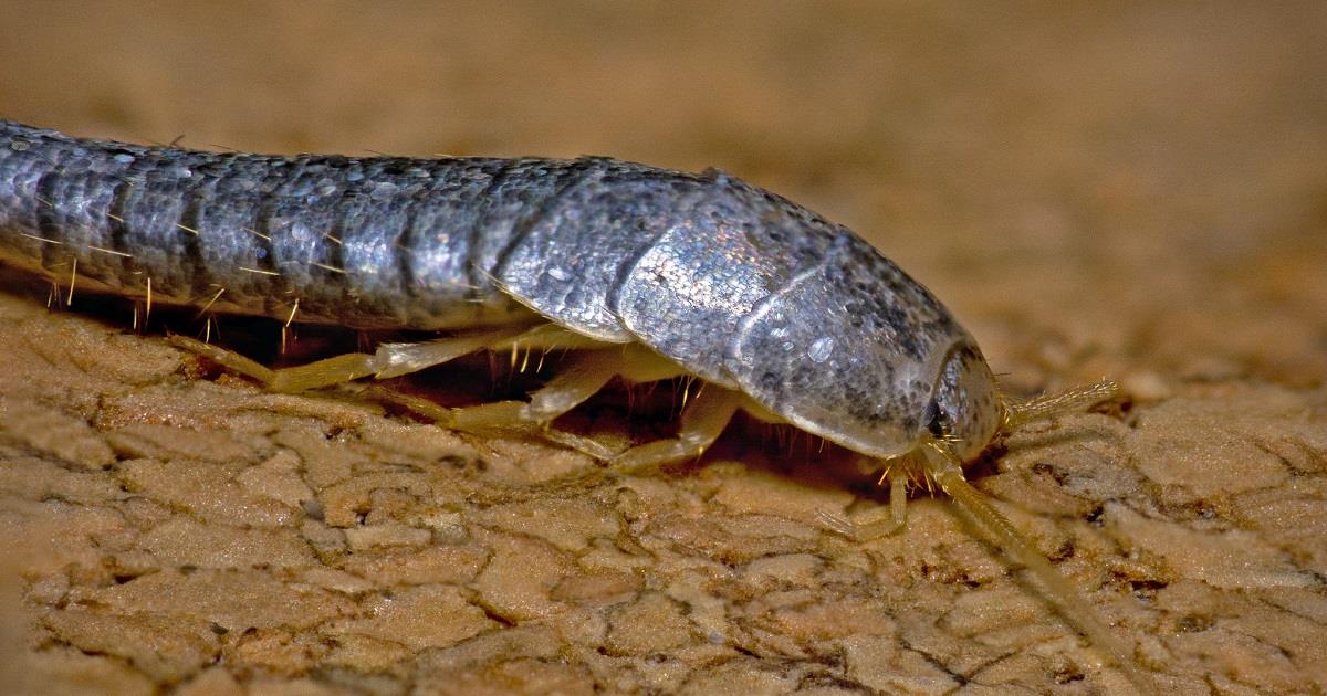 Vermi della polvere: come liberarsene con 6 rimedi naturali ... Polvere in casa
