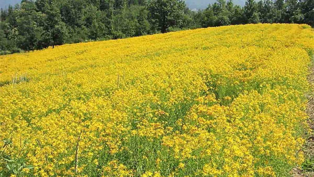 iperico fiori di campo