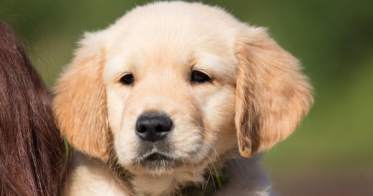 Golden Retriever Origini Carattere E Qualita Del Cane Perfetto