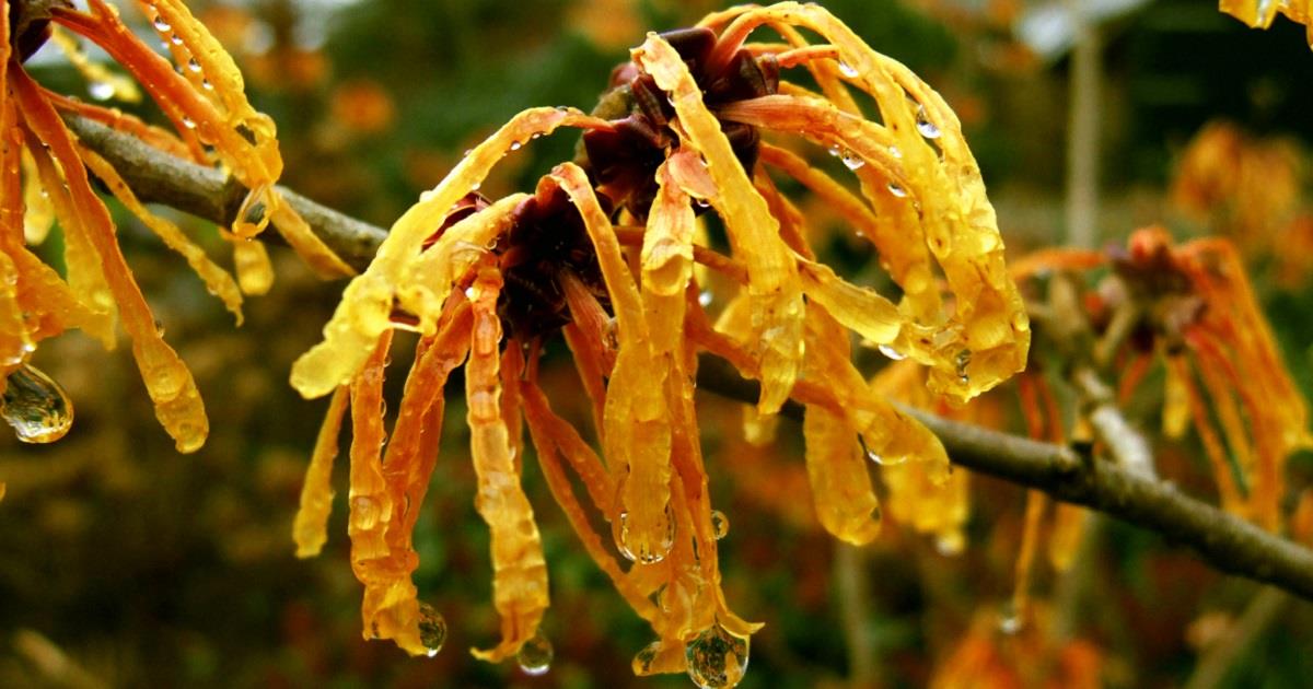 Amamelide per una depilazione naturale e senza irritazioni