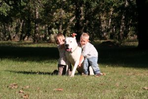 dogo argentino bambini