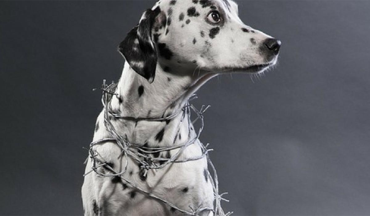 yulin festival 2017 yulin festival migliaia di cani massacrati cucinati e mangiati in cina ambiente bio yulin festival 2017 yulin festival migliaia di cani massacrati cucinati e mangiati in cina ambiente bio