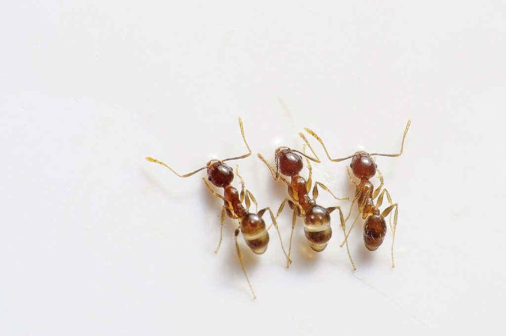 come allontanare le formiche da casa