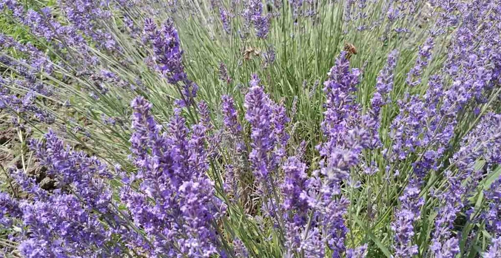 olio essenziale di lavanda