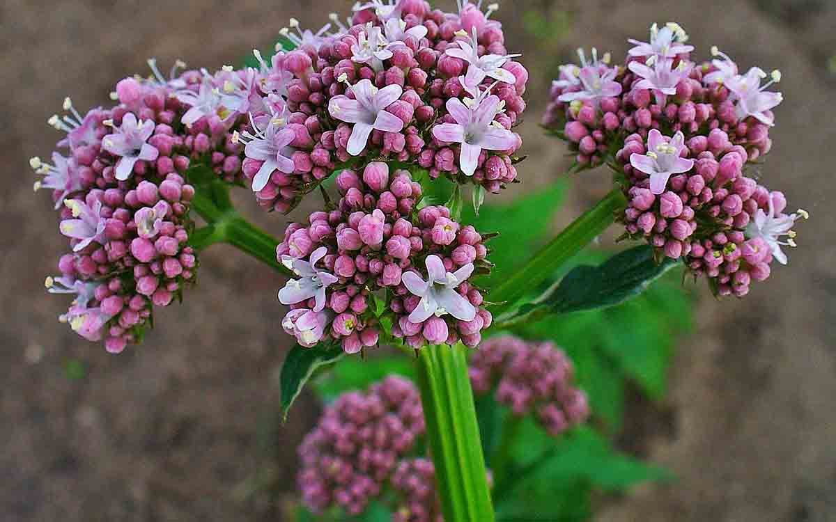 valeriana