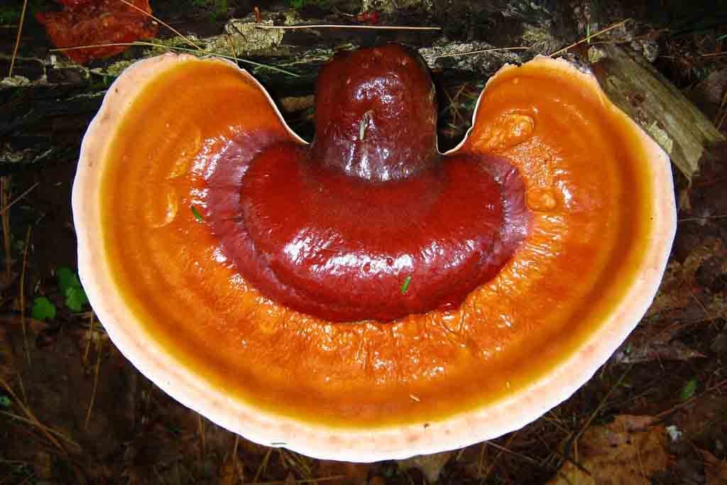 benefici del ganoderma proprietà del ganoderma