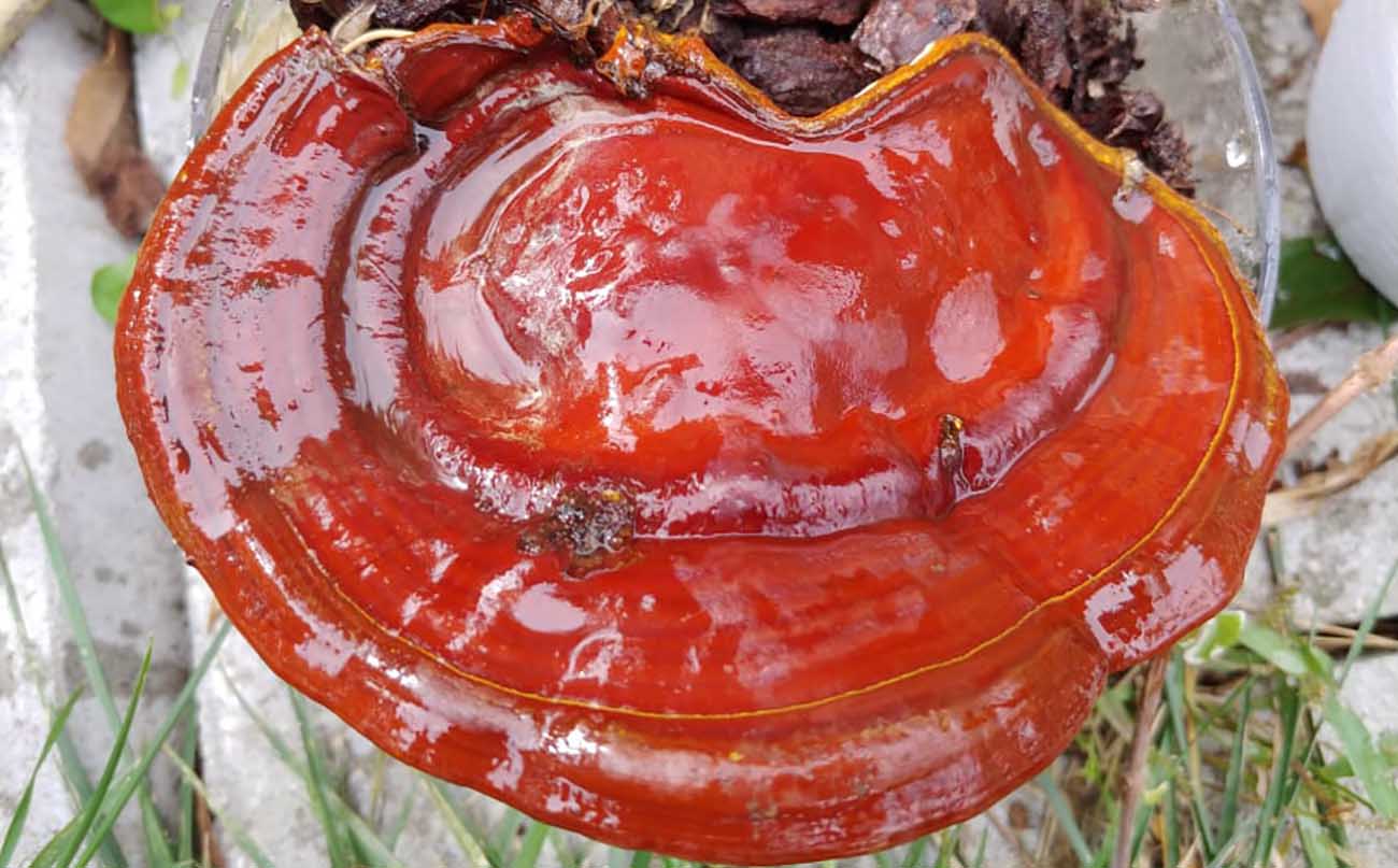 ganoderma lucidum benefici