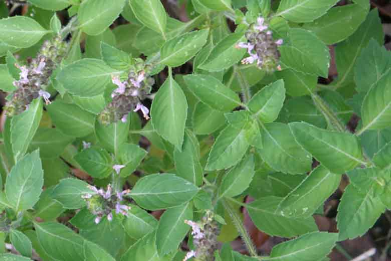 tulsi basilico sacro