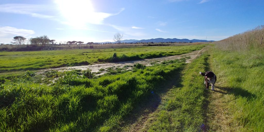 Cosa seminare in campo aperto