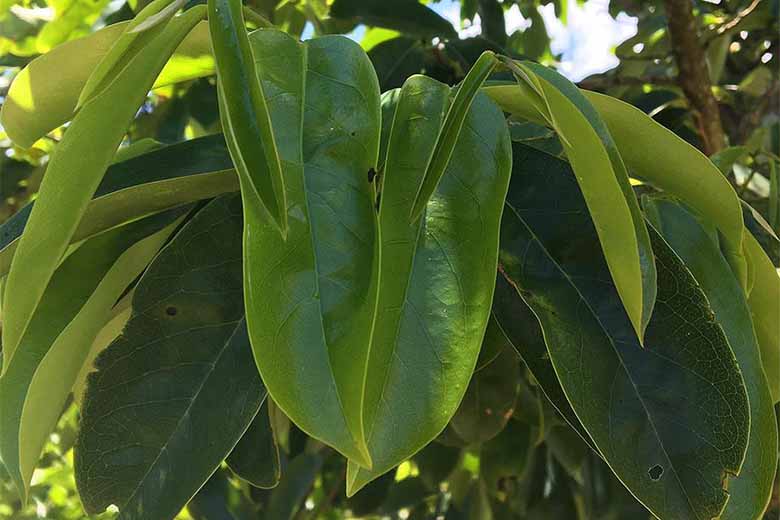 foglie di guanabana