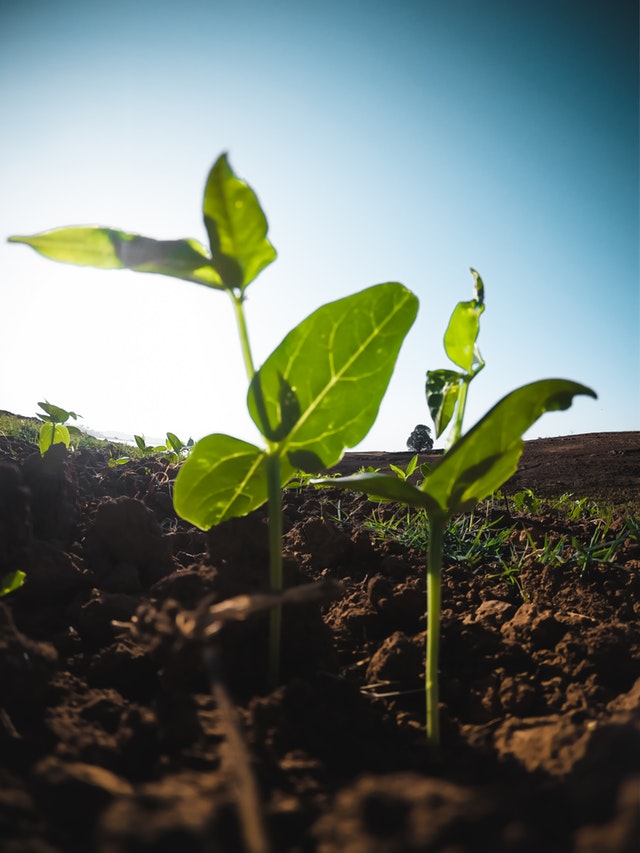 coltivazioni in pieno campo a maggio