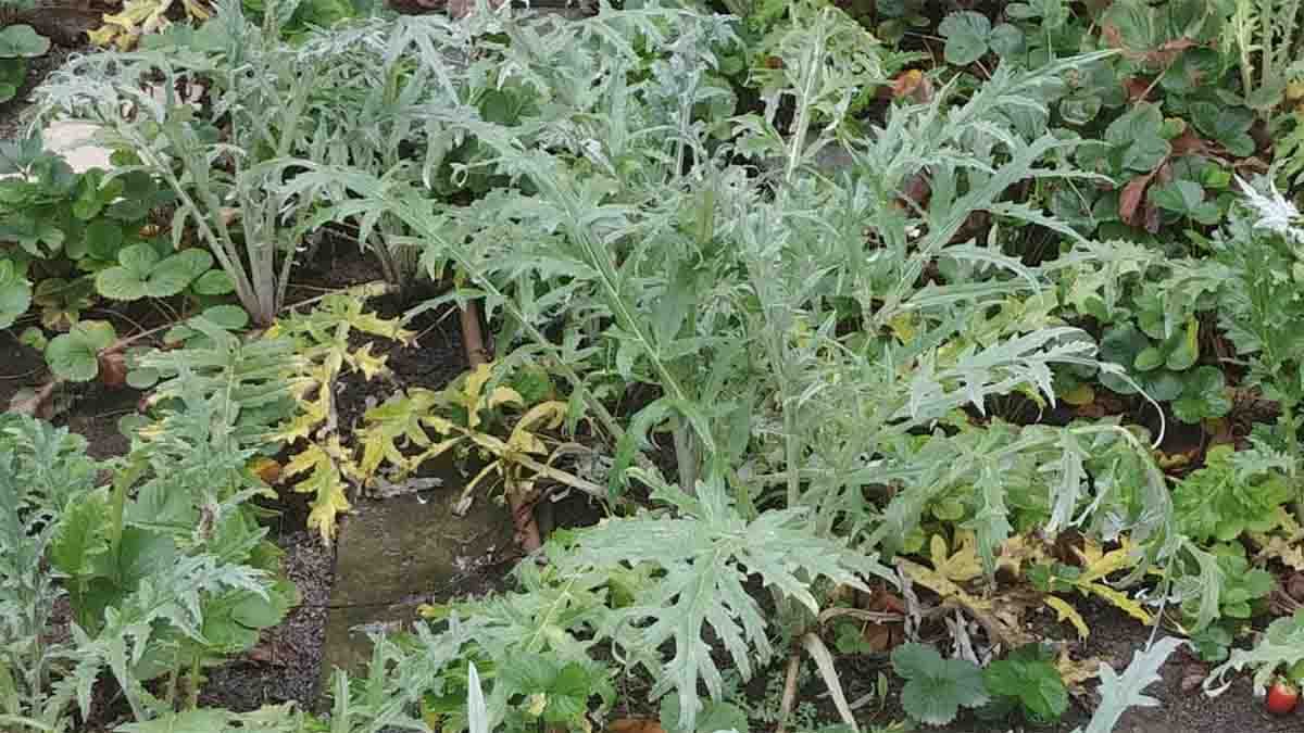 alcachofas y fresas en el jardín en octubre