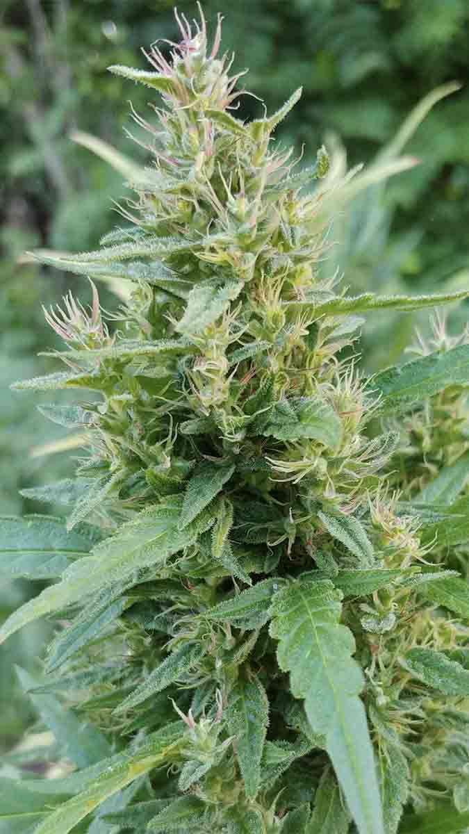 cannabidiolo CBD pianta