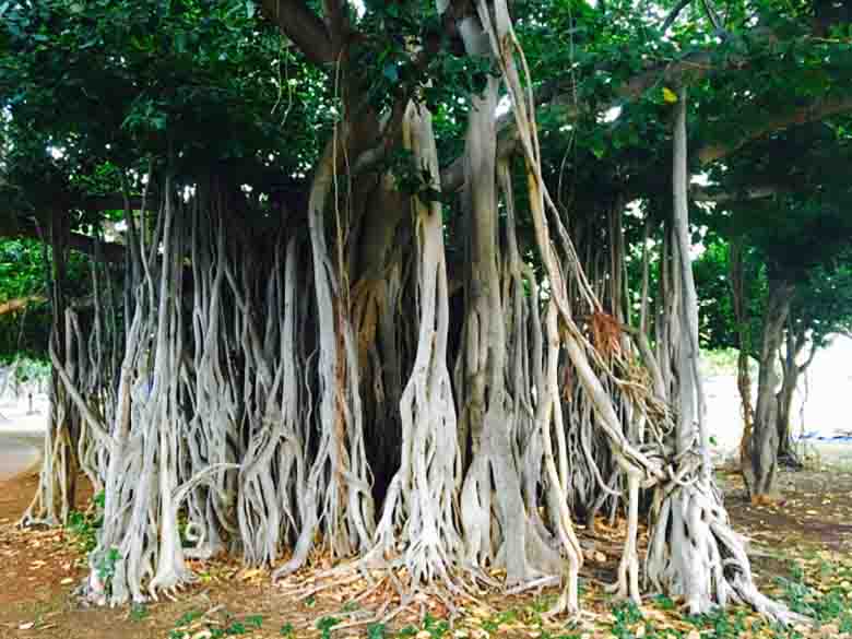 banyan baniano albero più grande del mondo