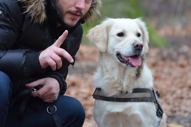 guinzaglio come educare il cane