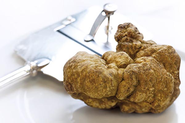 tartufo bianco di alba