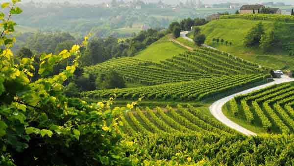 Prosecco Valdobbiadene