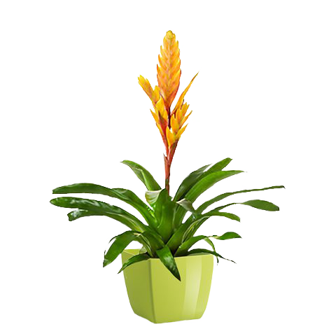 bromelia