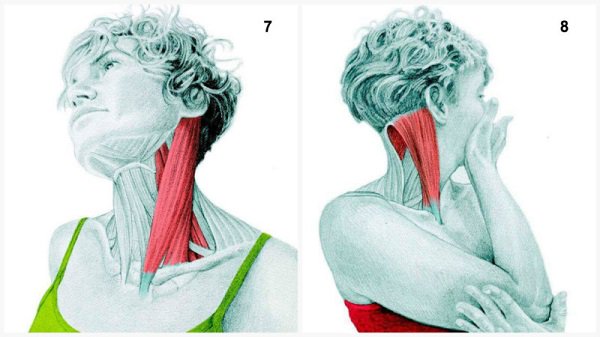 Stiramenti muscolari:Si estende il muscolo del collo