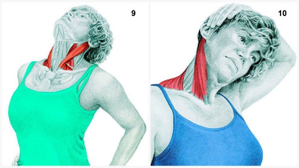 Stiramenti muscolari:il muscolo distende le flessioni del collo