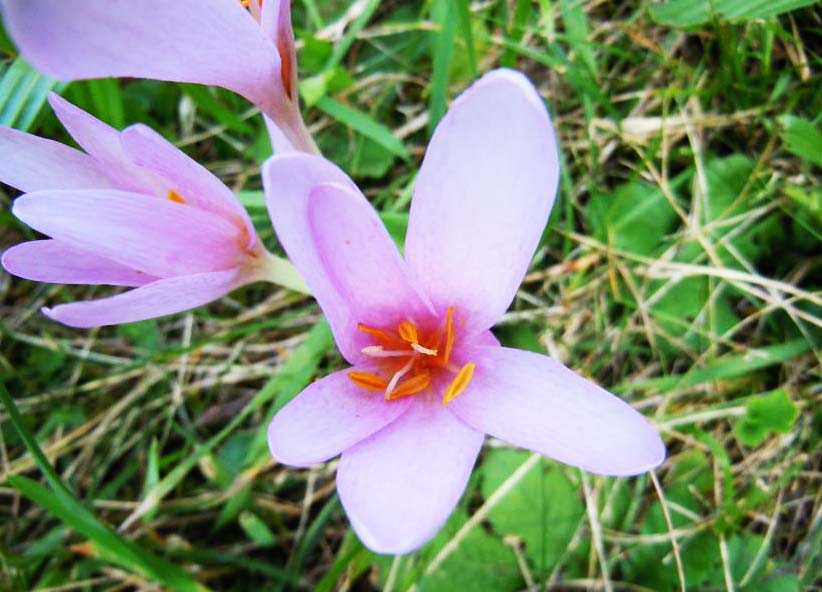 colchicum triticale