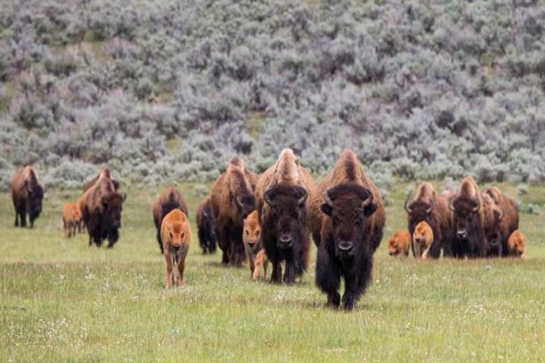 bisonti nativi americani