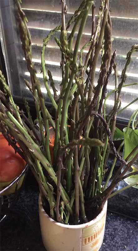 asparagi selvatici in vasetto