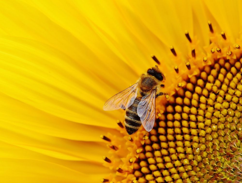 come nutrire le api senza nettare