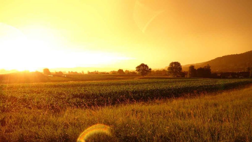 agricoltura biologica campi colture