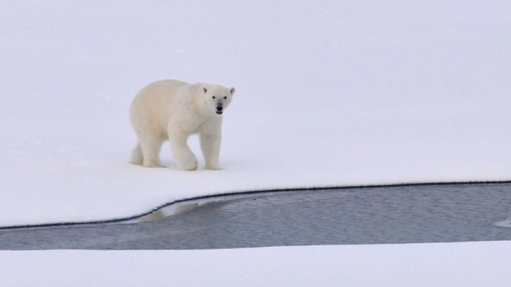 orso polare artico