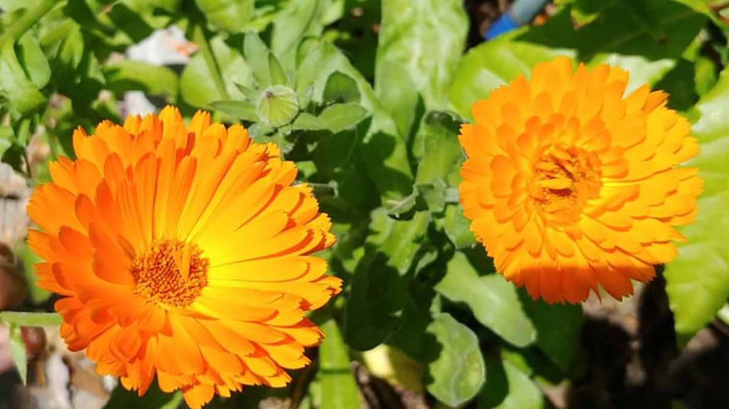 calendula giardino biologico